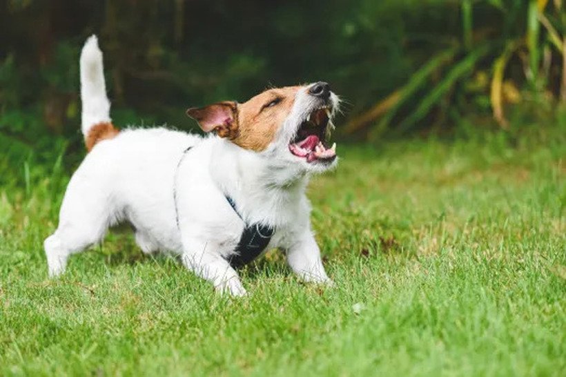 Што може да значи кога вашето куче лае прекумерно?