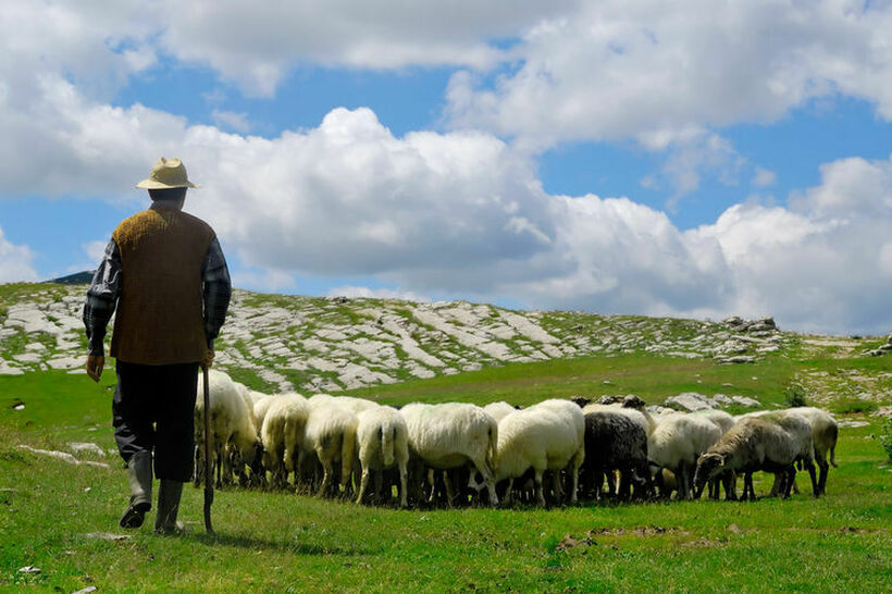 Плата до 1.000 евра, а работници нема – изумира овчарството во Македонија