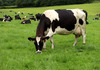 Данска воведува данок на издувни гасови кај добитокот, фармерите ќе плаќаат по 90 евра за крава