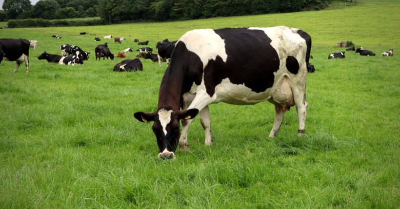 Данска воведува данок на издувни гасови кај добитокот, фармерите ќе плаќаат по 90 евра за крава
