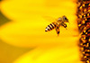 Зошто пчелите произведуваат мед? Седум тајни од светот на пчелите