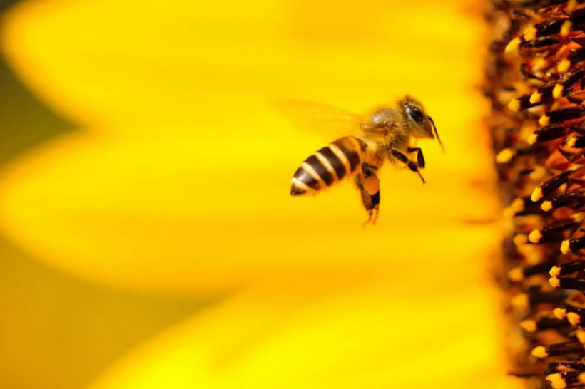 Зошто пчелите произведуваат мед? Седум тајни од светот на пчелите