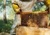 Мед си е мед, ама отров си е отров – пчеларите најдоа нов начин на заработка