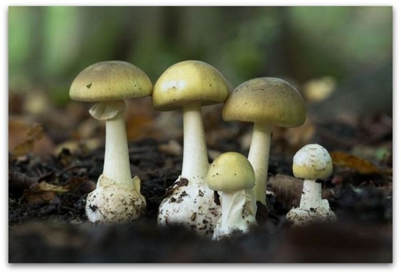 Можеби е пронајден противотров за најсмртоносната печурка во светот