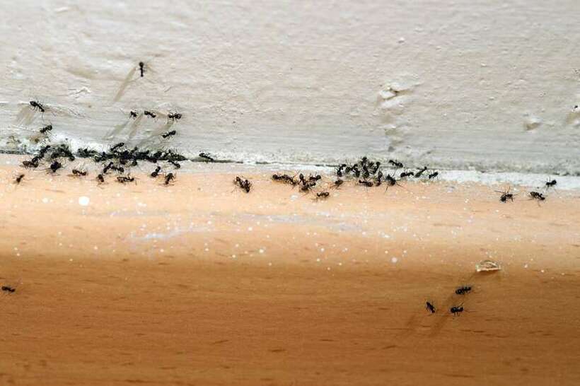 Забележавте мравки во вашиот дом? Овие намирници можат да ви помогнат да се ослободите од нив