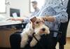 Дали работодавачите треба да ги третираат сопствениците на домашни миленици како вработени родители?