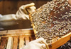 Пчеларство – профитабилен бизнис со годишен приход од 10.000 евра
