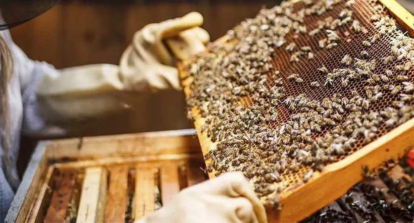 Пчеларство – профитабилен бизнис со годишен приход од 10.000 евра