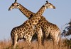 Зошто жирафите имаат долг врат?