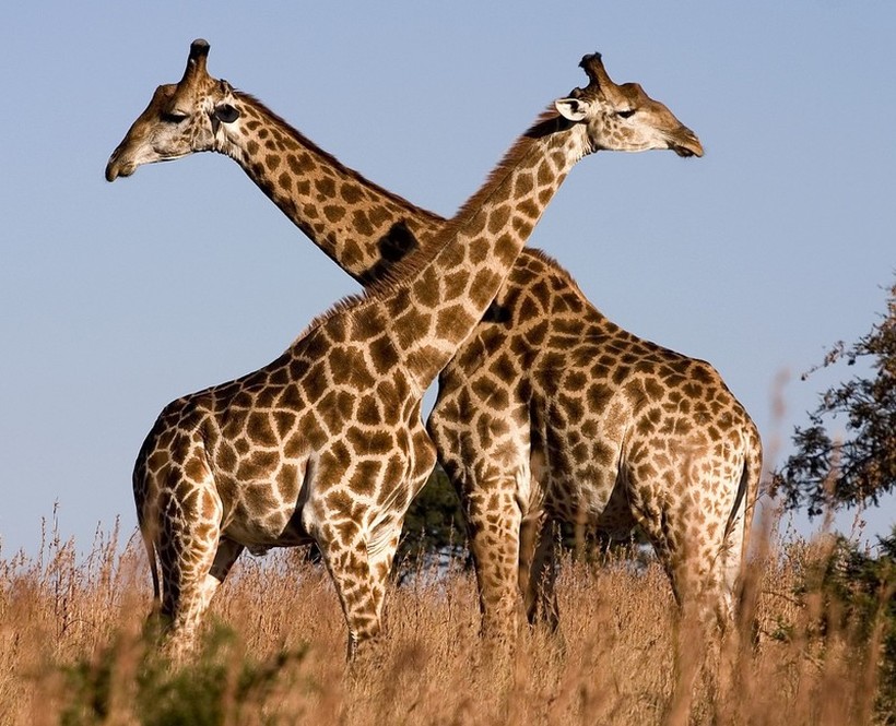 Зошто жирафите имаат долг врат?