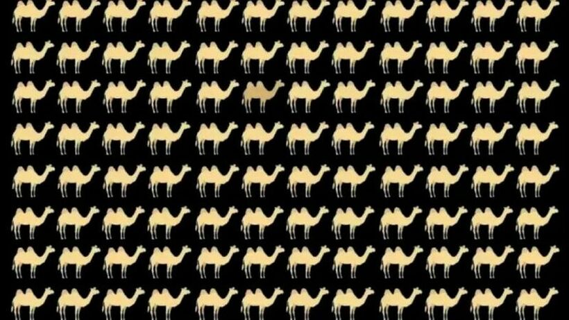 Ви се чини дека сите камили се исти? Сепак, една се разликува – обидете се да ја најдете