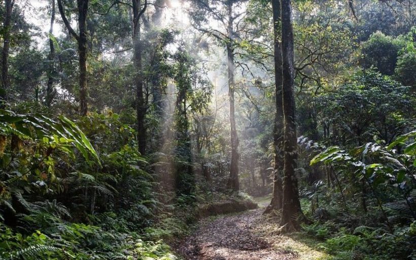 Укината делумната забрана за движење во шума и шумско земјиште