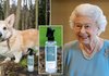 Кралицата Елизабета лансираше парфем за кучиња со мирис на крајбрежни прошетки
