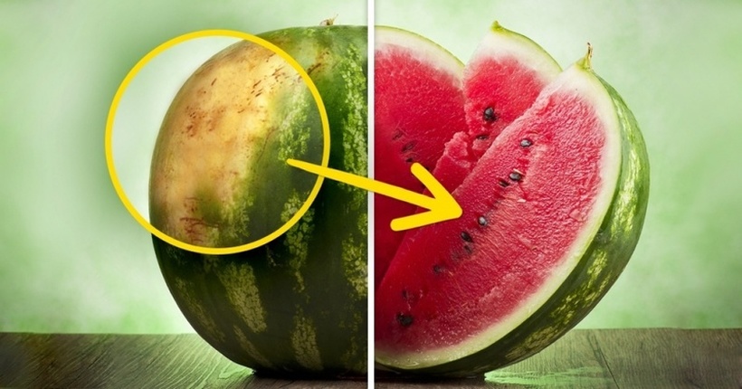 Искусен фармер го откри трикот на годината: Вака се одбира најсочната лубеница и тоа секој пат