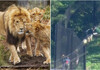 Лавови побегнале од кафез во зоолошка градина во Австралија