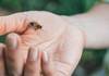 Кога ќе ве касне оса, пчела или стршлен: Ова ќе ве спаси од болка