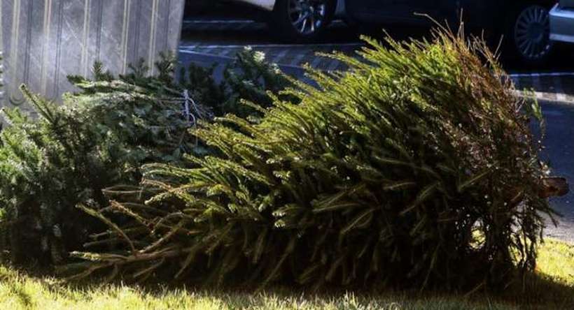 Бирмингем ќе произведува струја од фрлените новогодишни елки