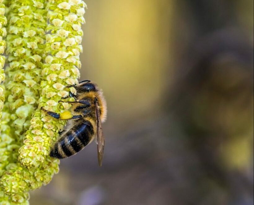 Хрватските пчели се збунија: Се разбудиле порано поради екстремно топлата зима