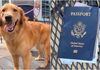 Ова палаво куче го искинало пасошот на својот сопственик, две недели пред неговата свадба во Италија