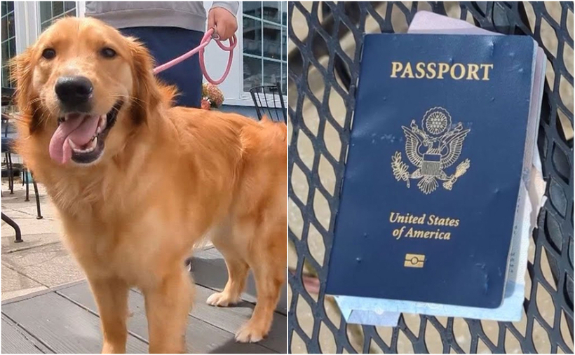 Ова палаво куче го искинало пасошот на својот сопственик, две недели пред неговата свадба во Италија