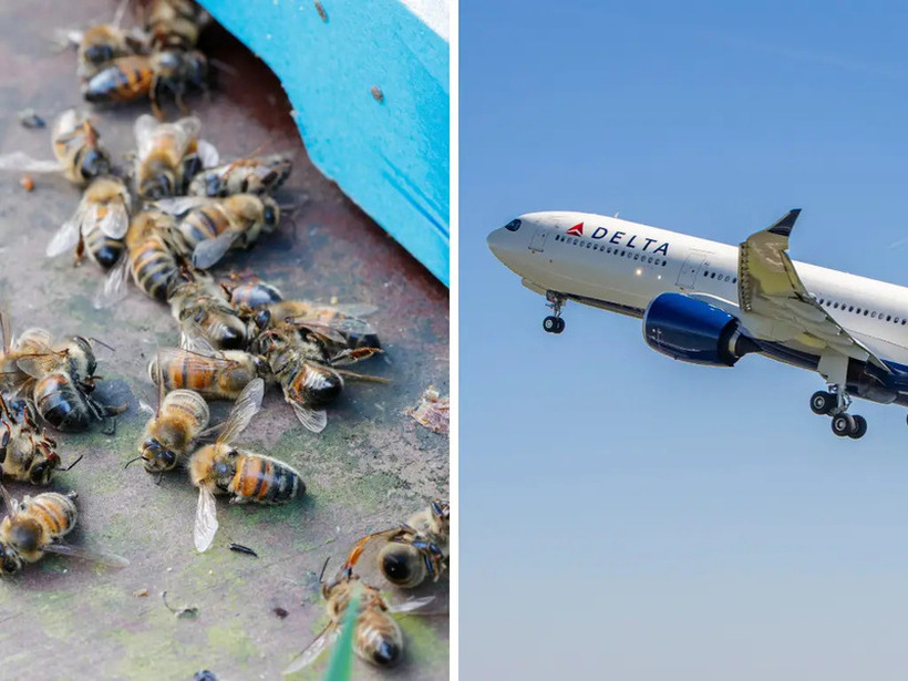 Рој пчели одложија лет од Хјустон до Атланта