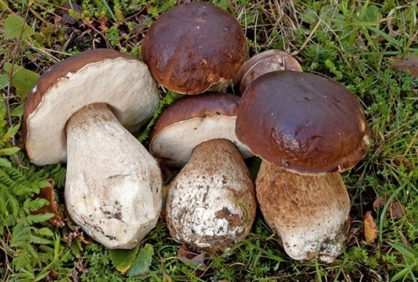 Почна бербата на врганот – еве колку чини килограм свежи печурки