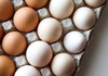 Дали знаете која е разликата помеѓу кафените и белите јајца?