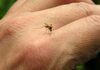 Терестрична дезинсекција против комарци во Скопје