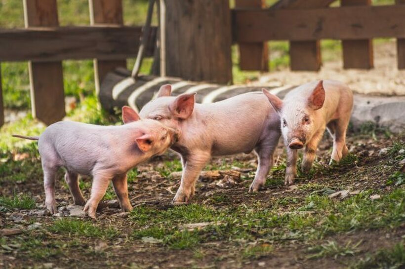 Во Европа има сè помалку свињи, прасињата се продаваат по астрономски цени