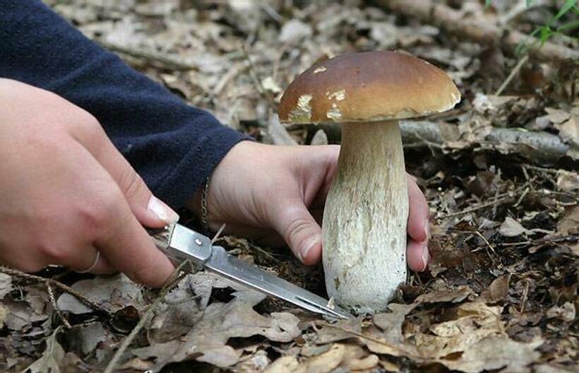 Собирач на печурки заработува и до 3.000 евра годишно – вргањот е многу скап, а го има под секоја грмушка