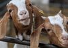 Исплатени 62,2 милиони денари субвенции кон 1.700 сточари одлгедувачи на кози за обележани грла кози