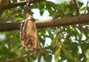 Подготовка за идни пандемии: Научниците во џунгла земаат примероци од животни и истражуваат вируси