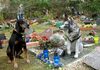 Белград наскоро добива гробиште за домашни миленици