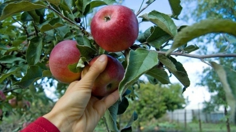 Во недостиг на домашни берачи на јаболка,оние од Албанија ќе влегуваат без ПЦР тест во земјава