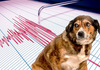Мит или реалност: Дали кучињата навистина претчувствуваат земјотреси?