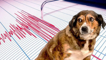Мит или реалност: Дали кучињата навистина претчувствуваат земјотреси?