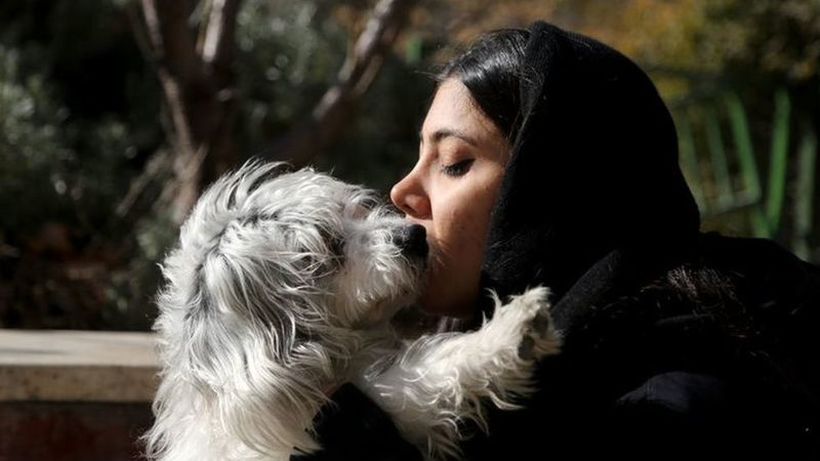 Иран со закон ќе забрани чување домашни миленици, дури и персиски мачки