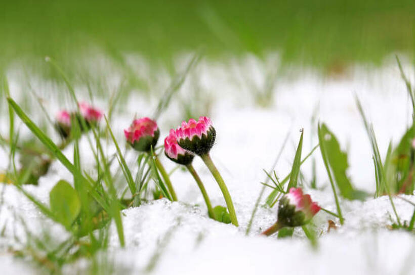Февруари ја менува баба Марта: Пролет и топло време, па снежни невремиња!?