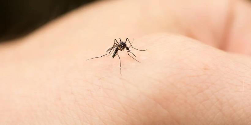 Како комарците ги избираат своите „жртви“? Еве како да се заштитите