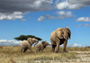 Интересен феномен: Дали слоновите си даваат имиња?