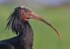 Ретка птица по 400 години се врати во Словенија