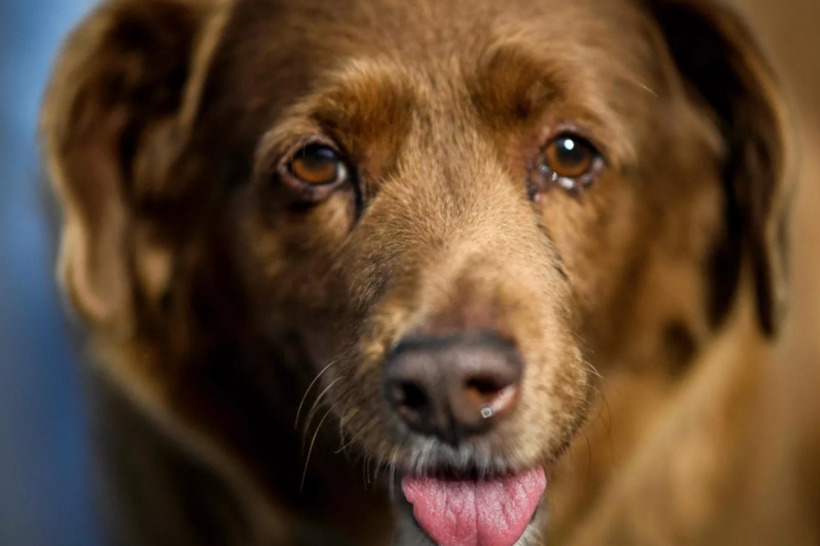 Гинисов рекорд: Боби, најстарото куче на светот го прослави 31 роденден