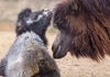 Во скопската зоолошка градина се роди и двогрба камила