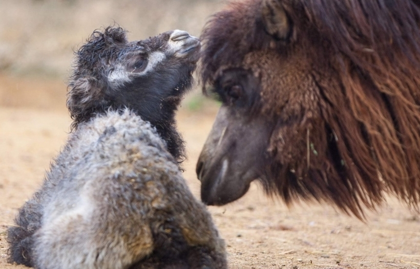 Во скопската зоолошка градина се роди и двогрба камила