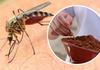 Одличен трик: Чини 0 денари, а комарците ќе бегаат од вашиот дом!