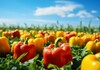 Повеќе пиперки, а помалку домати на македонските ниви: Зошто земјоделците ги намалуваат дел од културите?