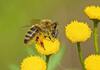 Пчелите живеат значително пократко, ова е проблем за целиот свет