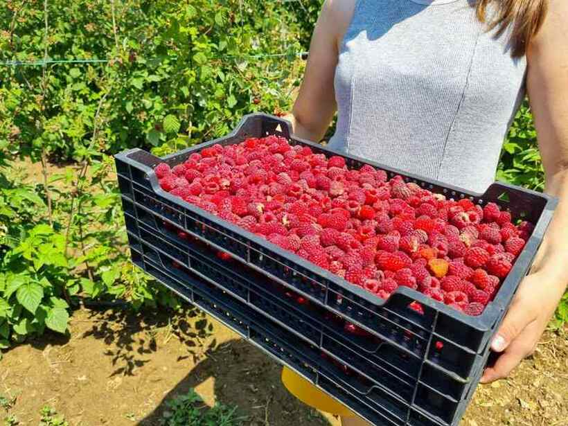 Бербата на малини во Србија започнува за неполн месец – се бараат сезонски работници: Еве колку е дневница!