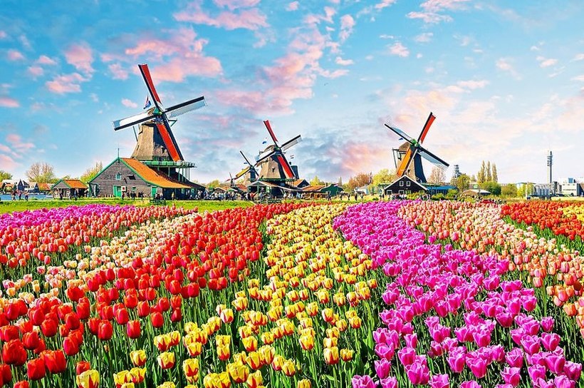 Цветниот рај во Холандија отворен за посетители