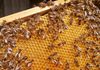 Светски ден на пчелите: Подарете ѝ љубов и внимание, пчелата ќе ви возврати многу повеќе